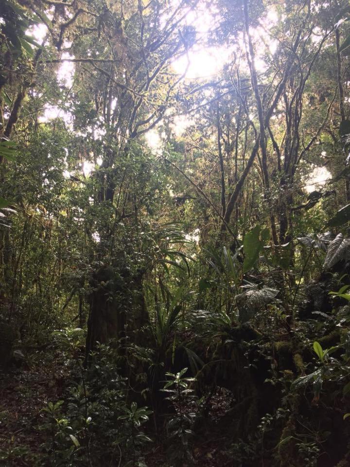 Cabana De Montana La Magnolia, Cerro De La Muerte De La Canuela Cloud Forest Tres de Junio Екстериор снимка